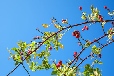 Low angle view of flowering plants against clear blue sky