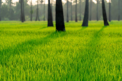 Scenic view of agricultural field