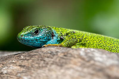 Close-up of lizard on wood