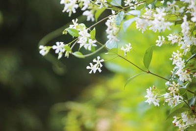 Close-up of white flowering plant