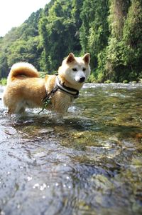 Dog in a lake