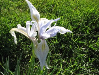 Close-up of flowers blooming in field