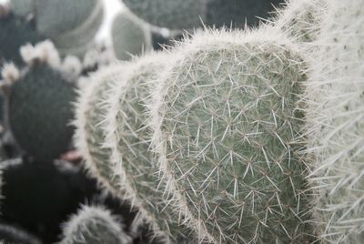 Close-up of cactus plant