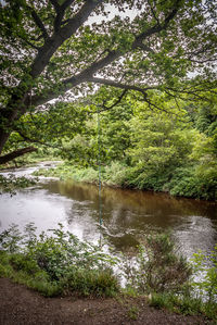 Scenic view of river in forest