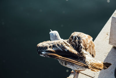 High angle view of bird perching on retaining wall