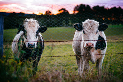 Horse grazing on field