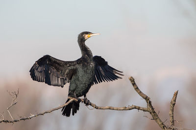 Close-up of cormorant perching on branch