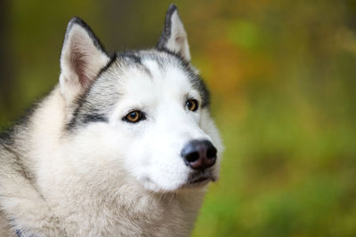 Siberian husky portrait close up, siberian husky face. husky dog muzzle portrait outdoor