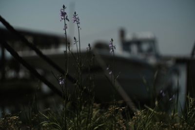 Close-up of plant against blurred background