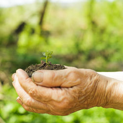 Close-up of hand holding plant