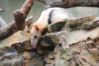 Close-up of lizard on tree