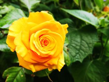 Close-up of yellow rose blooming outdoors