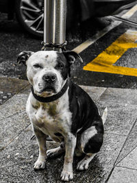 Portrait of black dog in city