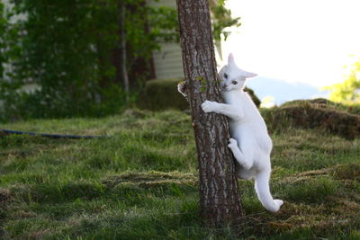 White cat in tree