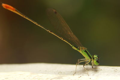 Close-up of grasshopper