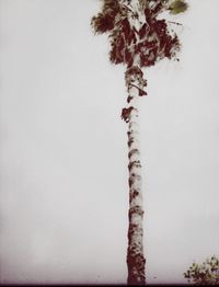 Low angle view of palm trees