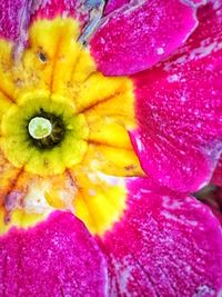 Macro shot of pink flower