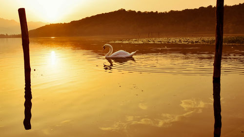 View of birds on lake during sunset