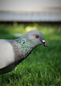 Close-up of bird perching on grass