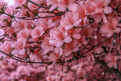 Close-up of pink cherry blossoms in spring