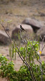Close-up of dead plant on field