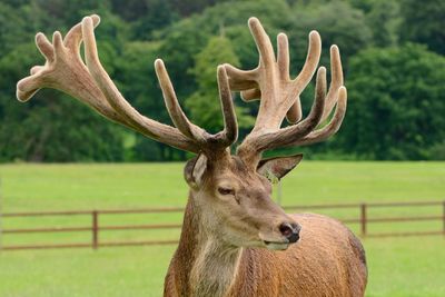 Deer standing on grassy field at longleat safari park