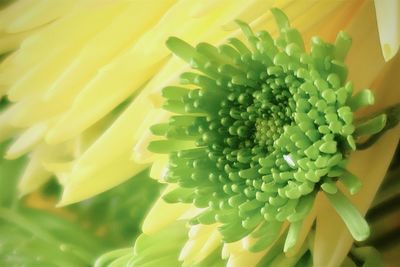 Close-up of yellow flowering plant