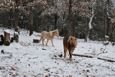 Horses on snow covered field