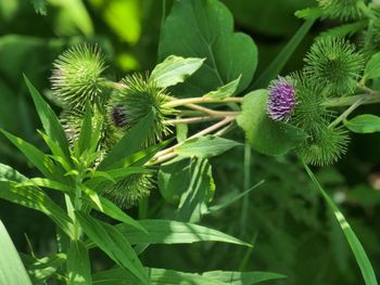 High angle view of purple flowering plant