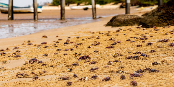 High angle view of crabs on sand