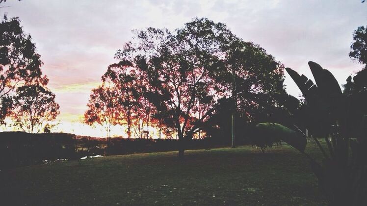 tree, sky, cloud - sky, silhouette, tranquility, sunset, tranquil scene, grass, field, beauty in nature, nature, growth, cloud, landscape, scenics, sunlight, cloudy, outdoors, park - man made space, idyllic