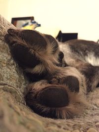 Close-up of cat sleeping