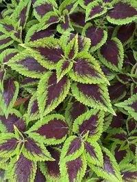Full frame shot of plant