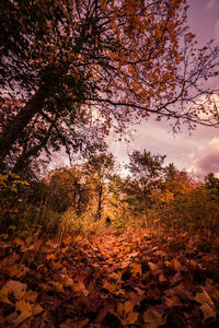 Trees on countryside landscape