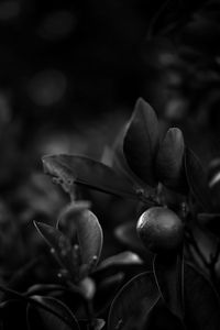 Close-up of plant growing outdoors