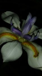 Close-up of flower against black background