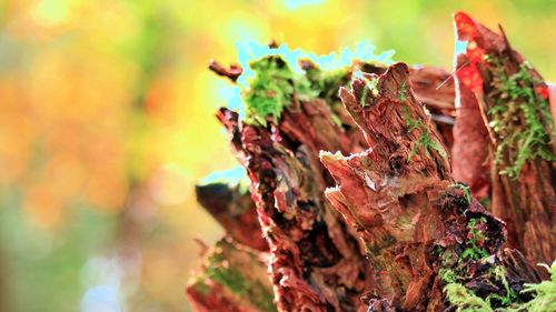 Close-up of leaves on tree trunk