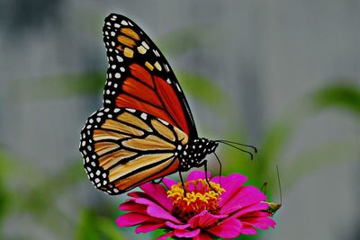 Close-up of butterfly pollinating flower