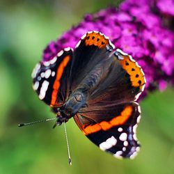 Close-up of butterfly pollinating on purple flower