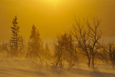 Silhouette of trees at sunset, lofsdalen, härjedalen, sweden, europe