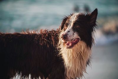 Dog in the beach looking away