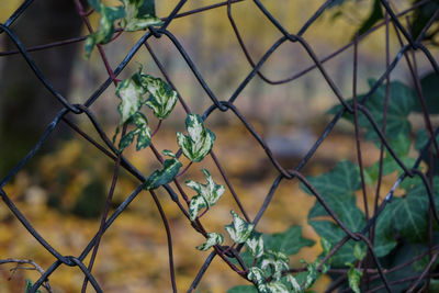 Close-up of chainlink fence