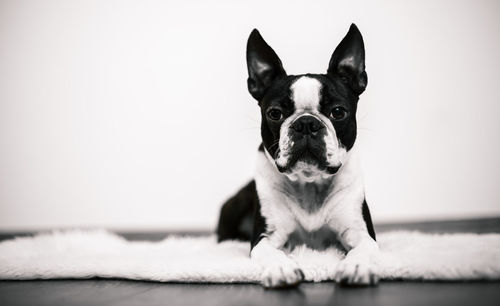 Close-up portrait of dog relaxing at home