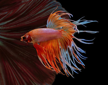 Siamese fighting fish, red fish, black background betta splendens, betta fish, halfmoon betta.