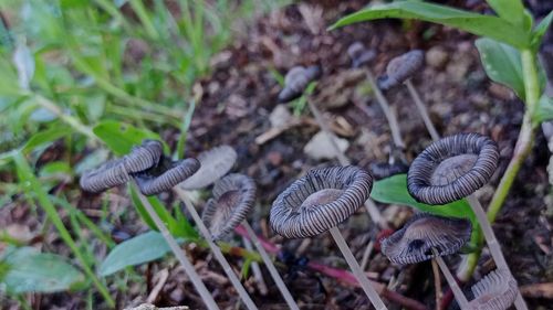 Close-up of mushrooms growing on field