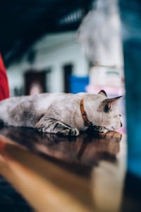 Close-up of a dog sleeping