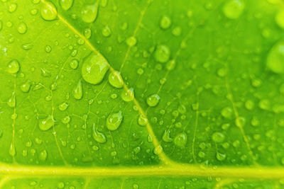 Macro shot of water drops on green leaves