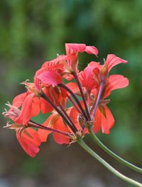 Close-up of flowers blooming outdoors