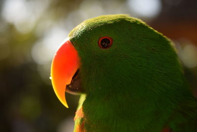 Close-up of parrot perching on leaf