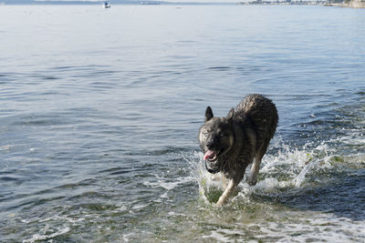 Dog running at sea